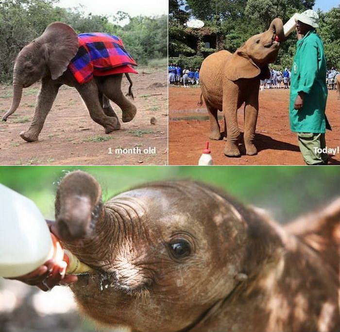 Фонд живой природы Дэвида Шелдрика - детский дом для слонов