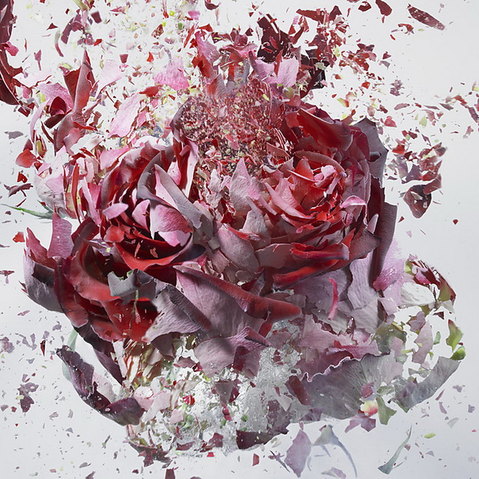 Взрывающиеся цветы на фотографиях Мартина Климаса