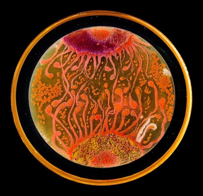 Современные рисунки из микроорганизмов на чашках Петри.