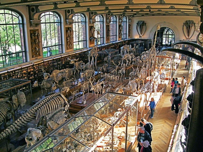 Коллекция включает тысячи скелетов