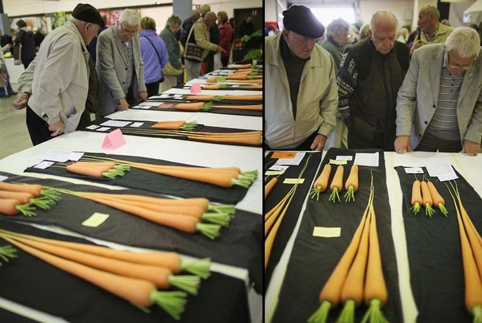 У кого длиннее: морковки-рекордсмены на осенней выставке цветов и овощей в Харрогейте