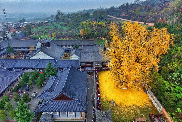 Дерево гинкго билоба считается священным в Китае