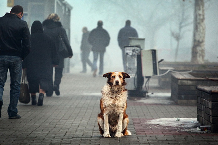 Отношение хозяев к животным должно быть ответственным. Фото: vesti.dp.ua