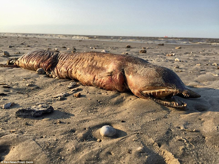 Безобразное животное, обнаруженное на берегу после урагана Харви.