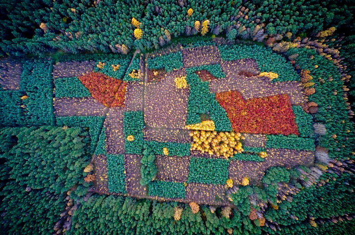 Лес в Польше. Аэрофотография от Каспера Ковальски (Kacper Kowalski)