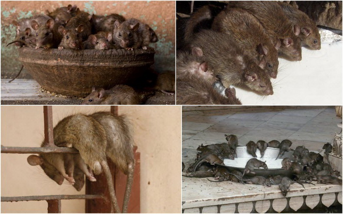 Храм Карни Мата в Индии - дом для 20 000 крыс