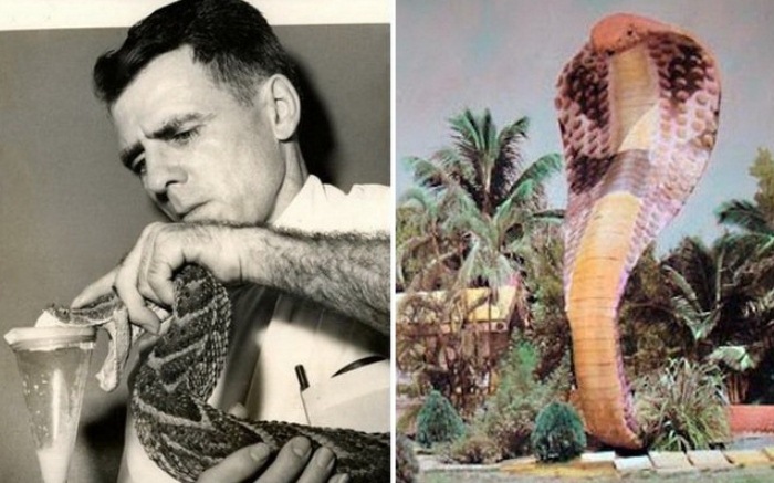Серпентарий в Майами: амбициозный проект человека-змеи.