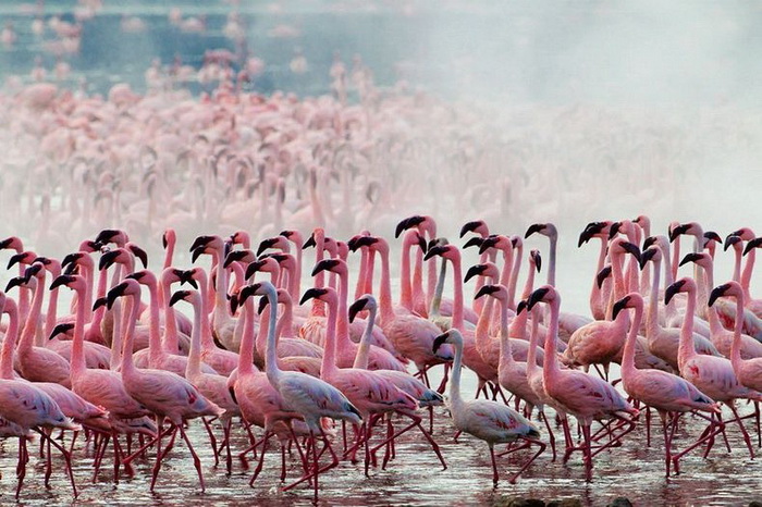 Миллионы розовых фламинго на фотографиях Мартина Харви