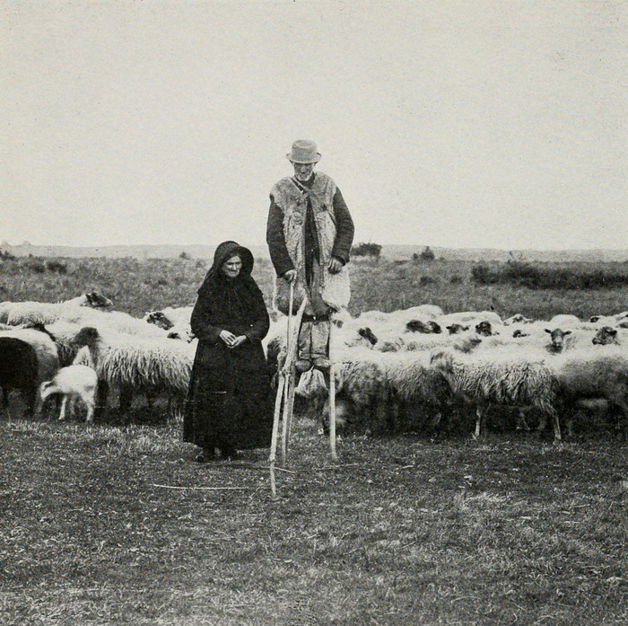 Поголовье скота в Ланде достигало миллиона овец.