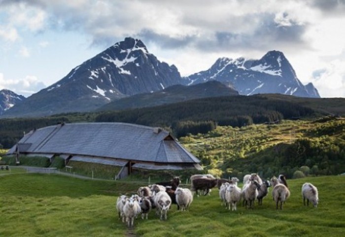 Овцы в музейном комплексе под открытым небом Лофотр, Норвегия.