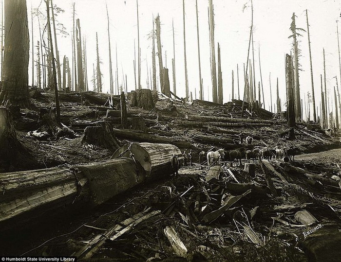 Фотографии, на которых запечатлена вырубка лесов в Канаде