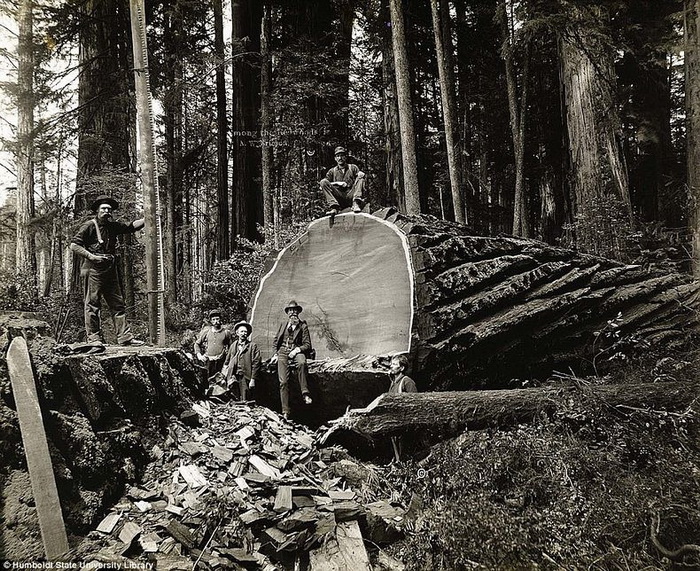 Фотографии, на которых запечатлена вырубка лесов в Канаде