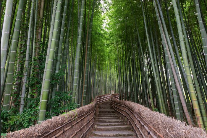 Бамбуковый тоннель в Киото.