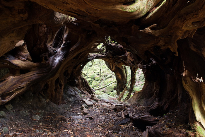 Тоннель, образованный корнями деревьев. Остров Якусима.