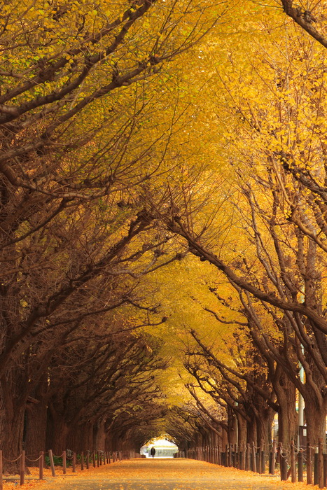 Тоннель из деревьев. Токио. Осенний вид.