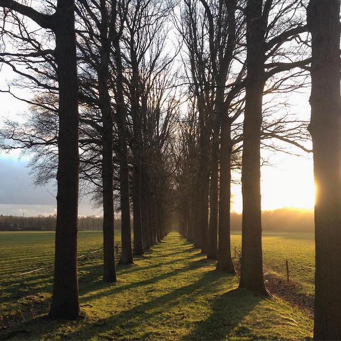 Тоннель из деревьев в Тилбурге, Нидерланды