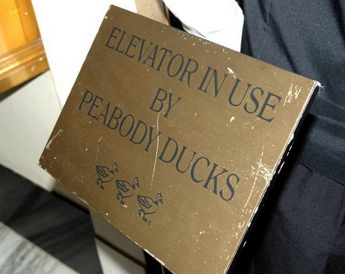 Табличка, предупреждающая, что лифт занят утками