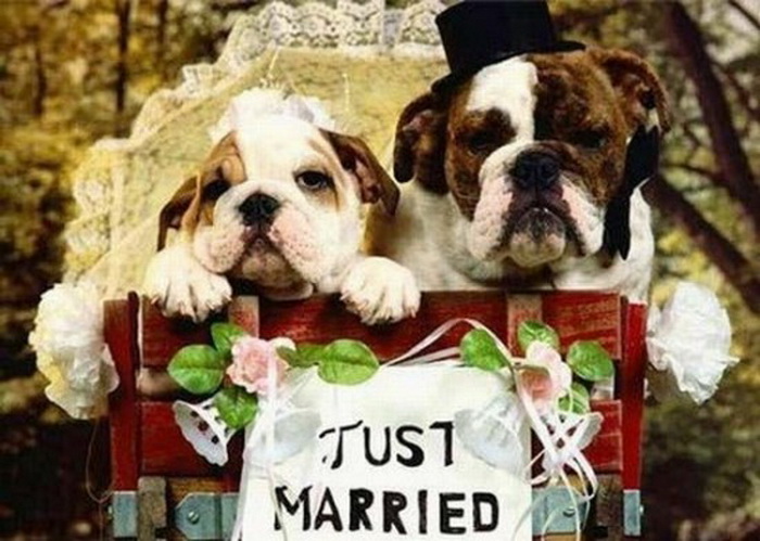 Свадьба для собак