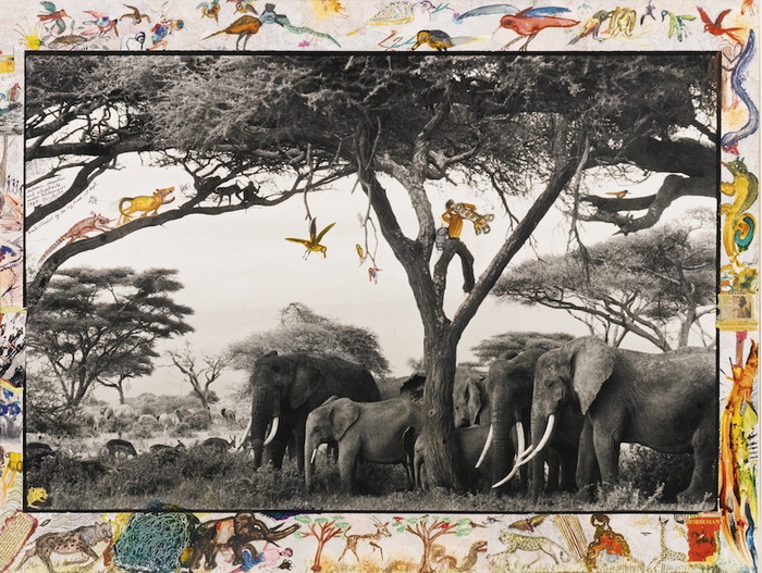 Необычный фотоальбом о природе Африки от Питера Берда