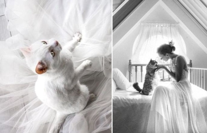 Свадебная фотография с котом.
