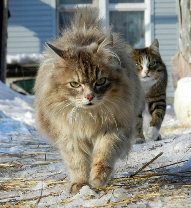Сибирские коты Аллы Лебедевой.