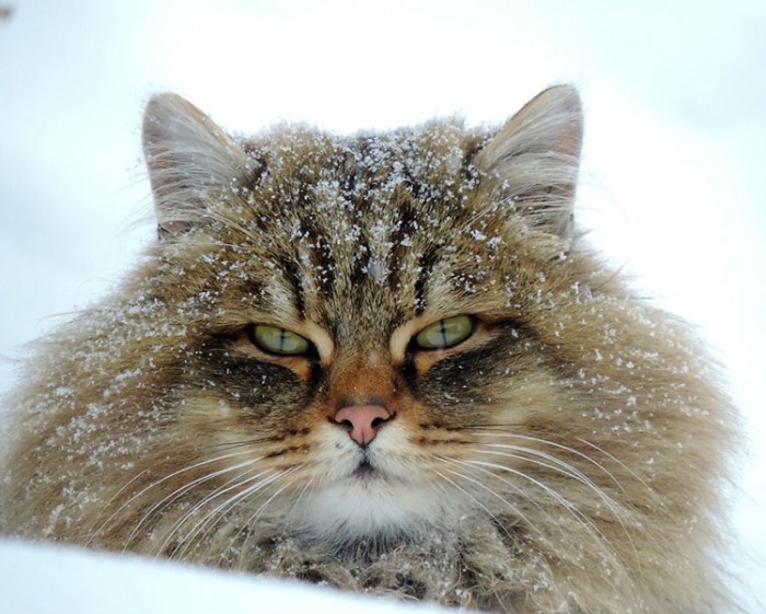 Сибирские коты - отличные охотники.