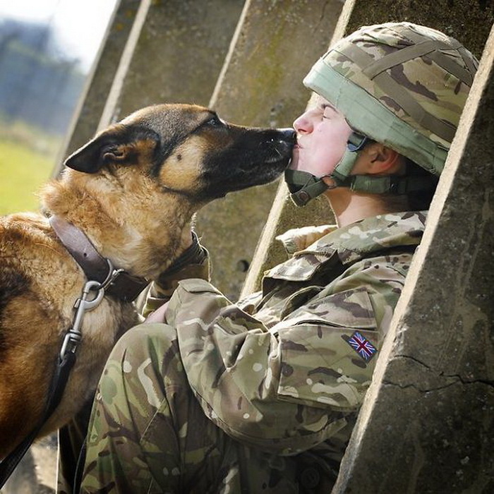 Собака на войне - друг и помощник