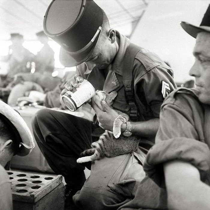 Французский солдат кормит котенка на войне во Вьетнаме
