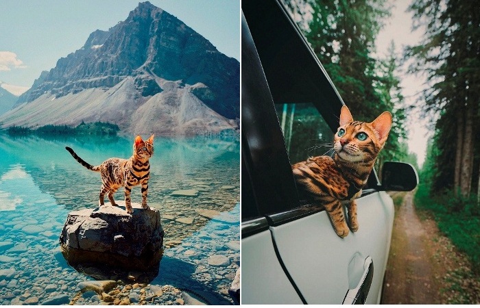 Кошка-путешественница - новая звезда Инстаграм.