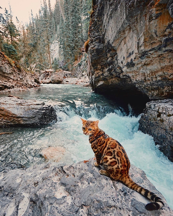 Горные реки кошку не пугают.