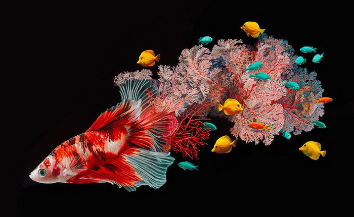 Сюрреалистические рыбы: творчество художницы Лизы Эриксон