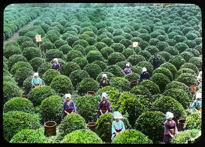 Сбор урожая на плантации зеленого чая