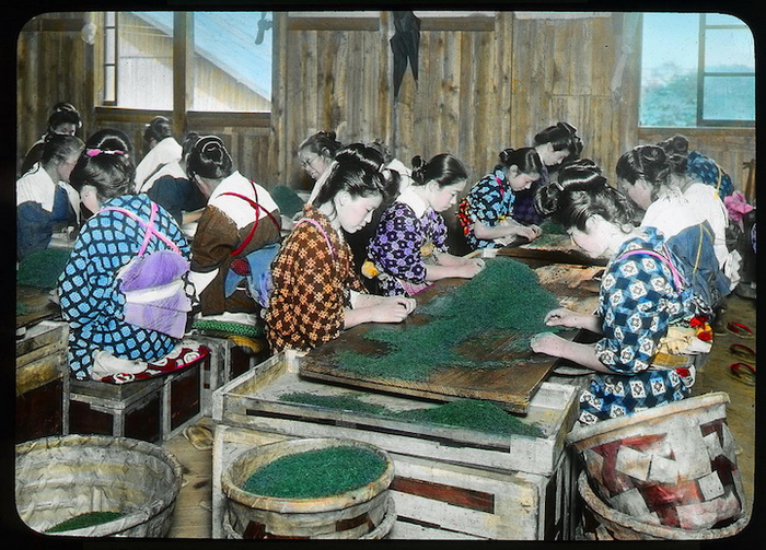 Девушки сортируют чай вручную