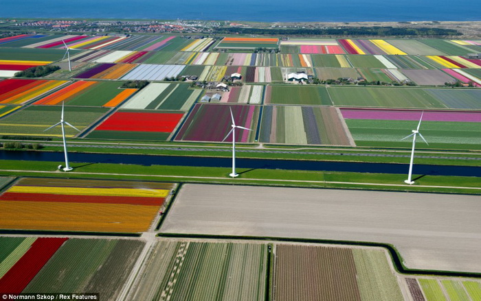 Поля тюльпанов в Нидерландах.
