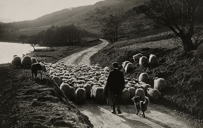 Следить за отарой овец пастуху помогает четверолапый друг