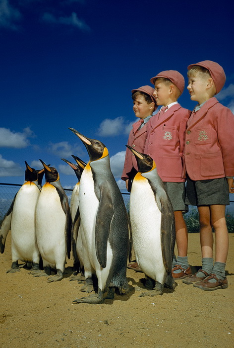 В лондонском зоопарке мальчики в школьной форме позируют с пингвинами