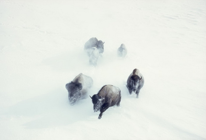 Американские бизоны пробираются сквозь снежные заносы