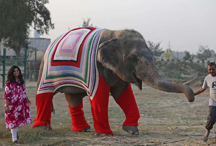 Свитера для слонов: вязаные наряды, чтобы согреть животных