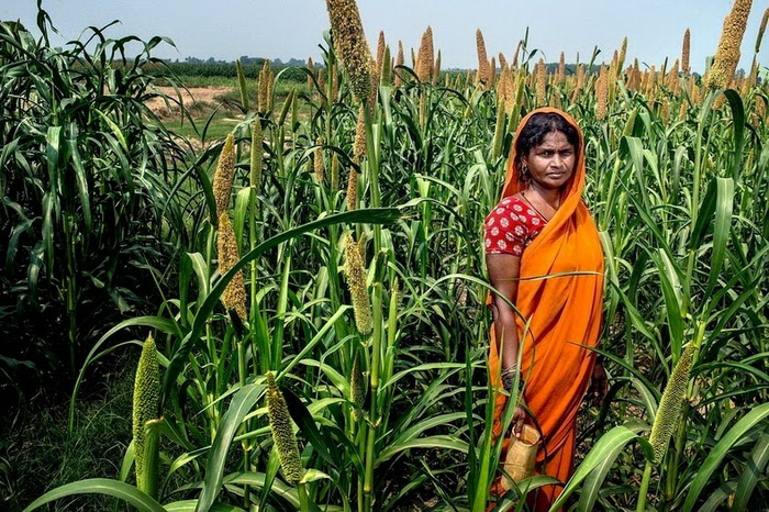 Саритадеви вынуждена ходить в поле, так как в доме нет туалета (Уттар-Прадеш, Индия)
