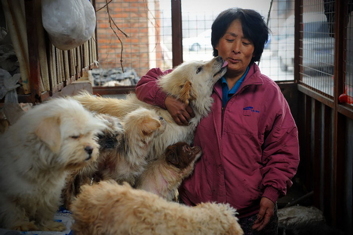 Yang Xiaoyun и спасенные ею собаки