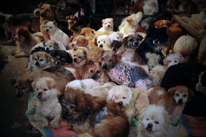 Ежегодно на фестивале в Юлине съедается более 10 тысяч собак