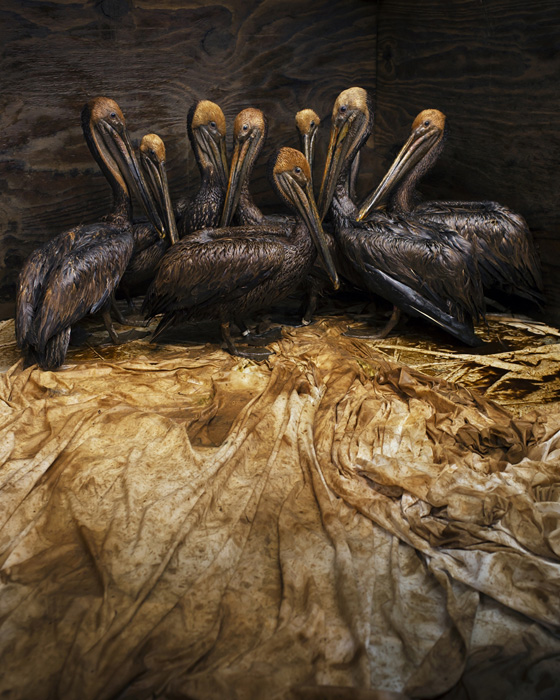 Снимок коричневых пеликанов, выпачкавшихся в нефти, с которым Дэниэль Бельтра победил в конкурсе  Wildlife Photographer