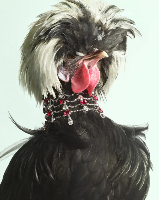 Фотограф Peter Lippmann создал удивительную серию фотографий Luxury Chicks