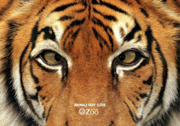 *Животные совсем близко* рекламный плакат Buenos Aires Zoo
