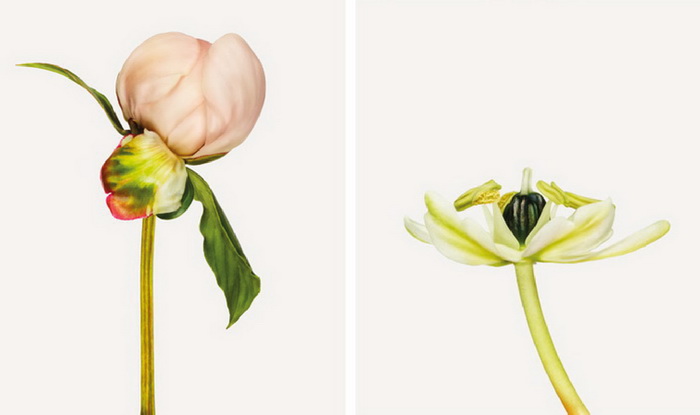 Серия фотографий «Flower» Эндрю Цукермана (Andrew Zuckerman)