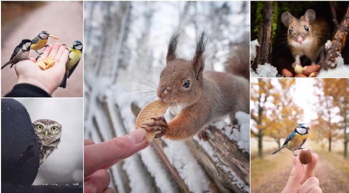Милые снимки диких животных, живущих на просторах Финляндии.