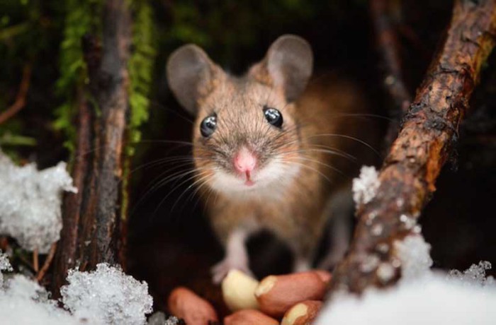 Лесной мышонок, получивший в подарок от фотографа горсть арахиса.