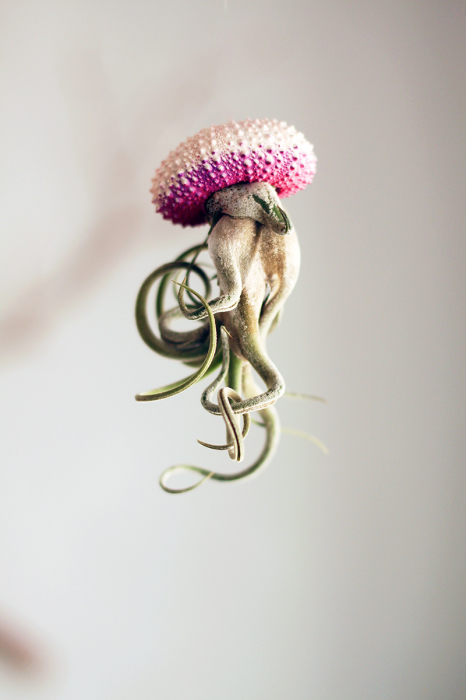 Напоминающей медузу домашний цветок.