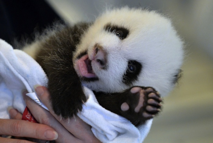 Маленькая панда словно улыбается и машет всем лапкой.