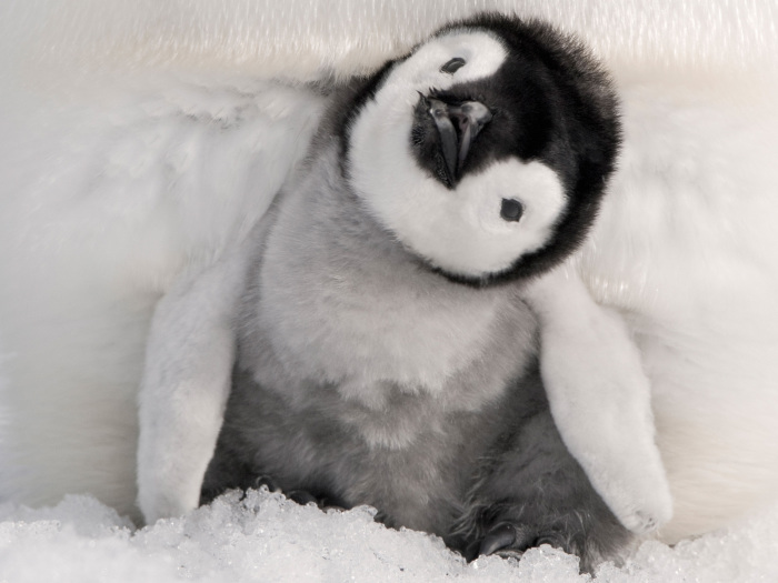 Милый черно-белый пингвинёнок.